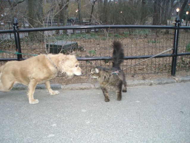 Funny situations where domestic cats go walking on the street (44 photos)