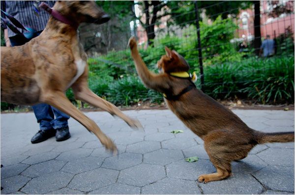 Funny situations where domestic cats go walking on the street (44 photos)