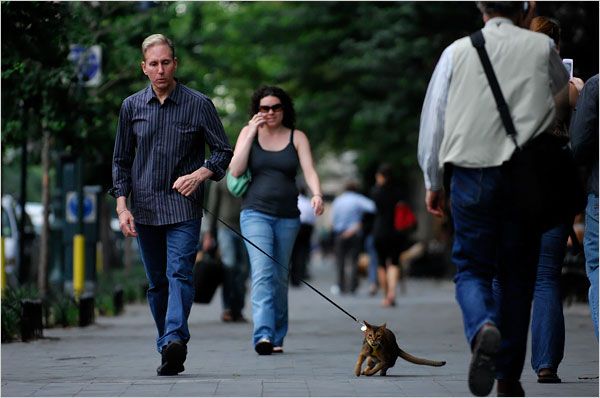 Funny situations where domestic cats go walking on the street (44 photos)