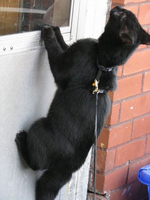 Funny situations where domestic cats go walking on the street (44 photos)