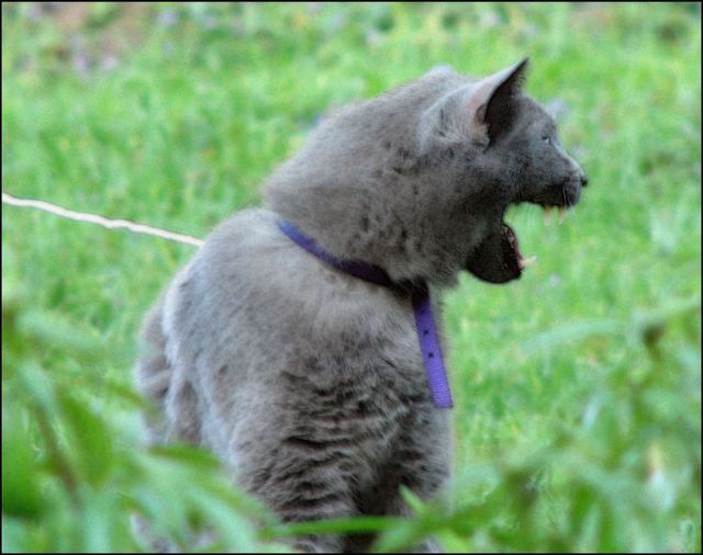 Funny situations where domestic cats go walking on the street (44 photos)