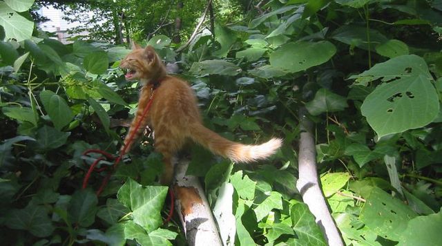 Funny situations where domestic cats go walking on the street (44 photos)
