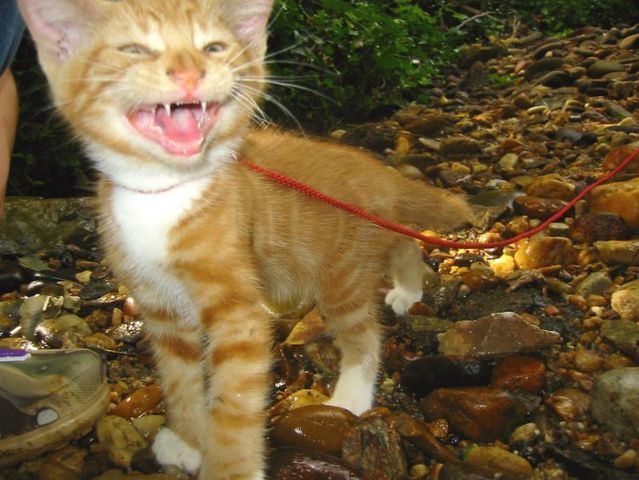 Funny situations where domestic cats go walking on the street (44 photos)