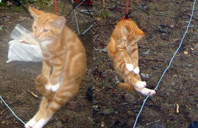 Funny situations where domestic cats go walking on the street (44 photos)
