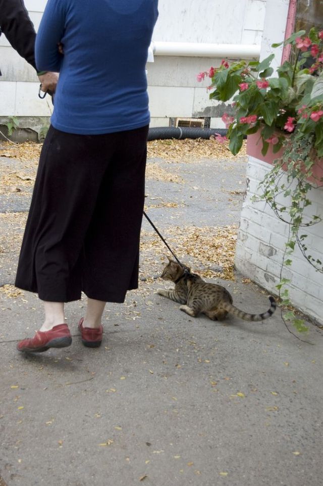 Funny situations where domestic cats go walking on the street (44 photos)