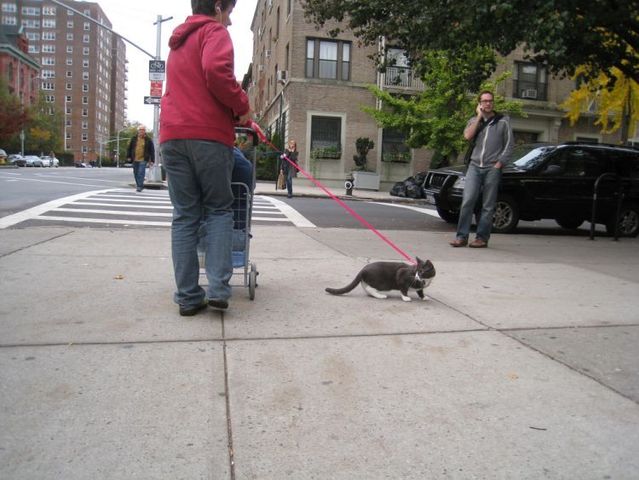 Funny situations where domestic cats go walking on the street (44 photos)