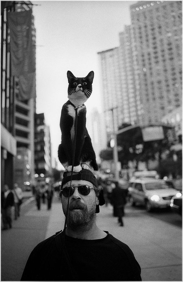 Funny situations where domestic cats go walking on the street (44 photos)