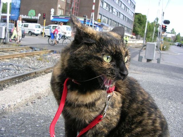 Funny situations where domestic cats go walking on the street (44 photos)