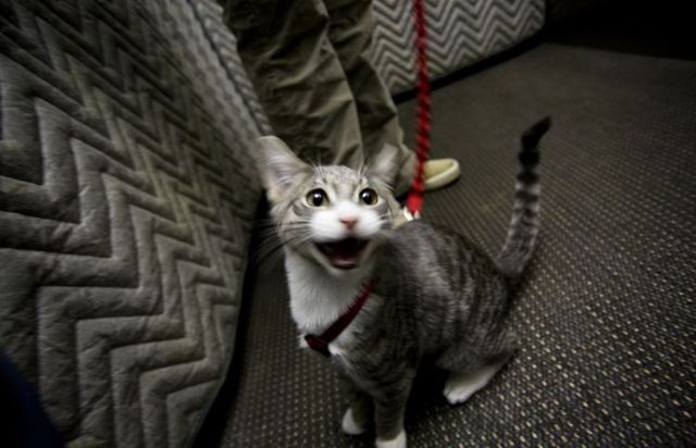 Funny situations where domestic cats go walking on the street (44 photos)