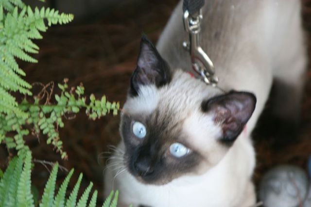Funny situations where domestic cats go walking on the street (44 photos)