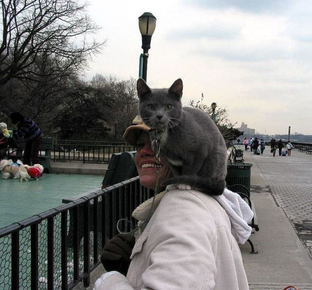 Funny situations where domestic cats go walking on the street (44 photos)