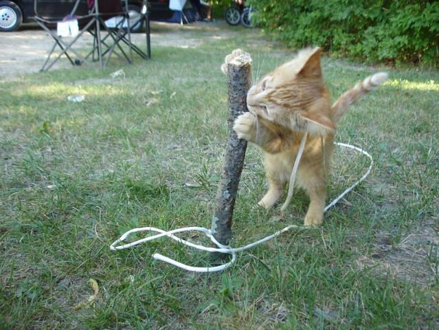 Funny situations where domestic cats go walking on the street (44 photos)