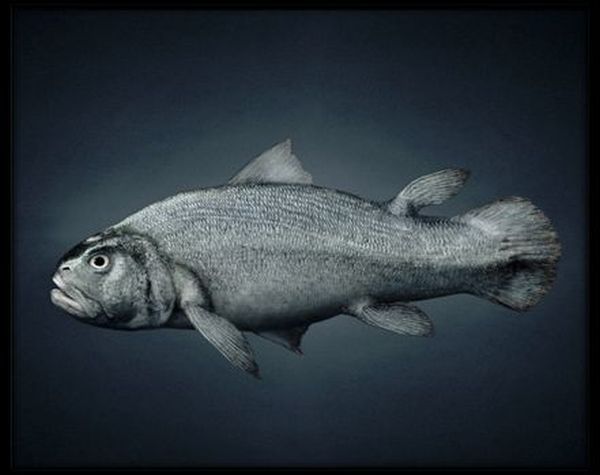Where do humans come from? (11 pics)