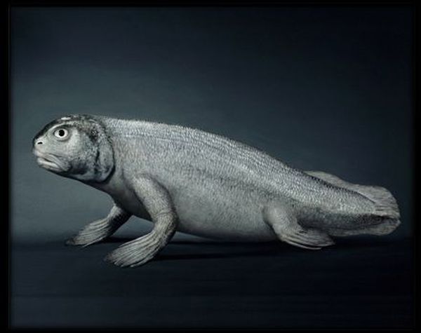 Where do humans come from? (11 pics)