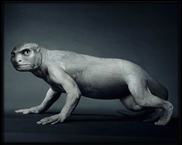 Where do humans come from? (11 pics)