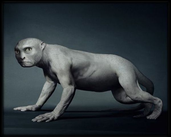 Where do humans come from? (11 pics)