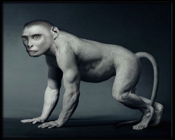 Where do humans come from? (11 pics)