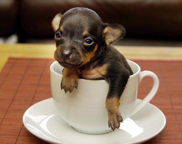 These funny animals  47 pics
