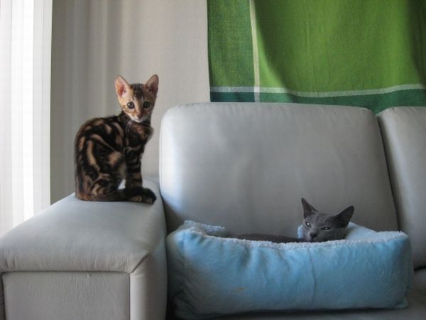 Kitty's tactic to take over a place (10 pics)