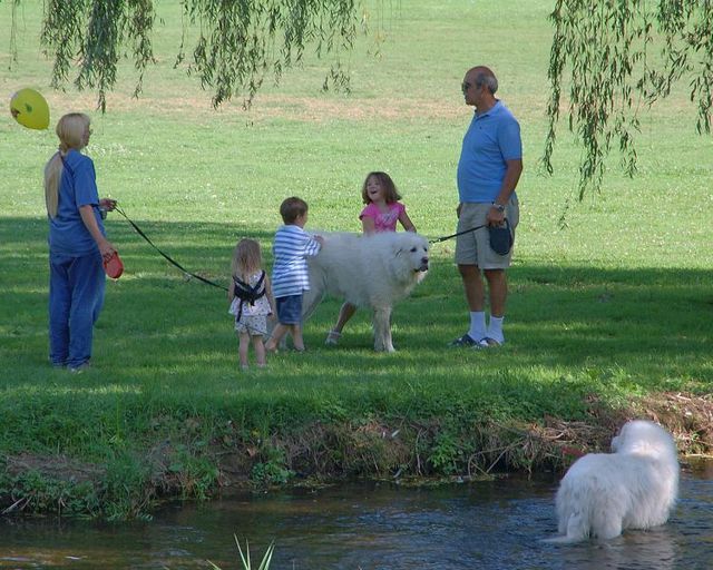 Lesson for parents. Children on a leash (35 pics)