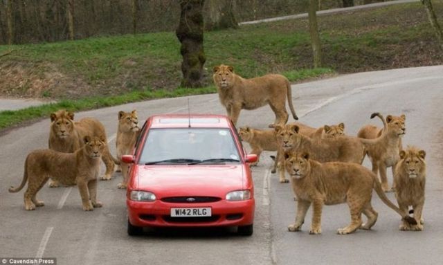 Daily picdump (95 pics)