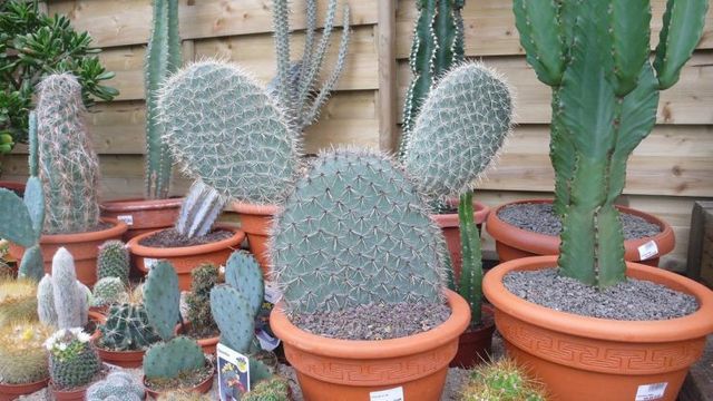 Daily picdump (95 pics)