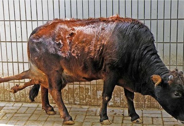 Victim of mutation (4 pics)