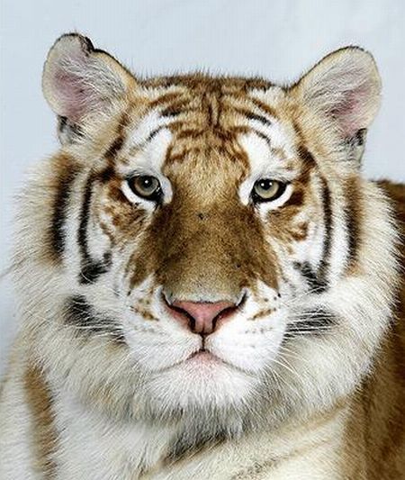 The four types of Bengal tiger (17 photos)