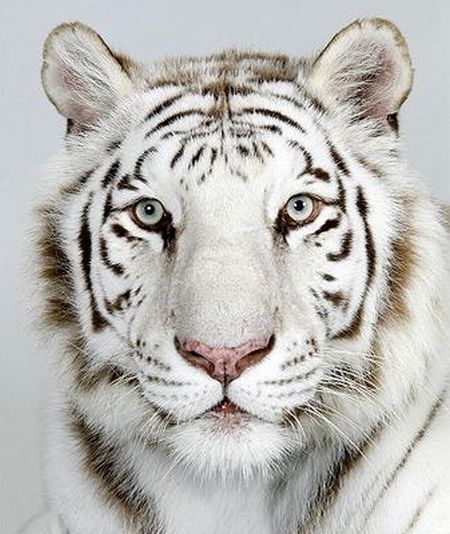 The four types of Bengal tiger (17 photos)