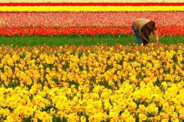 Tulip fields in Holland (43 photos)