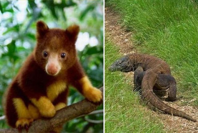 Wonders of nature (32 pics)