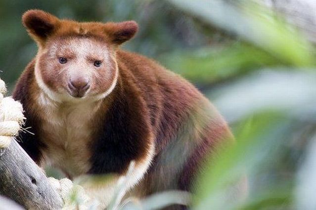 Wonders of nature (32 pics)