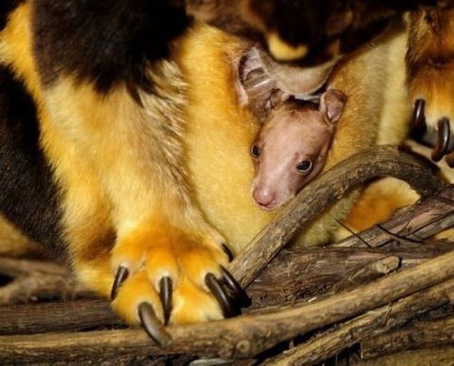 Wonders of nature (32 pics)