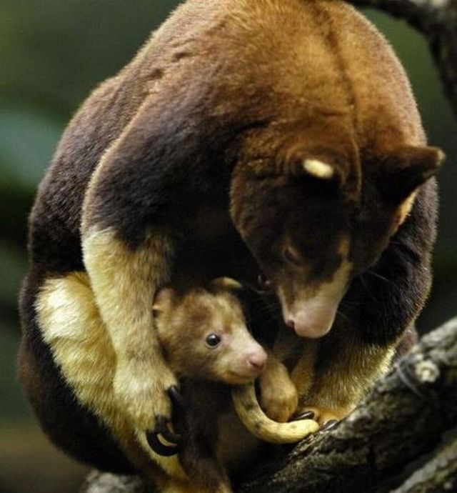 Wonders of nature (32 pics)