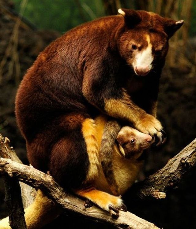 Wonders of nature (32 pics)