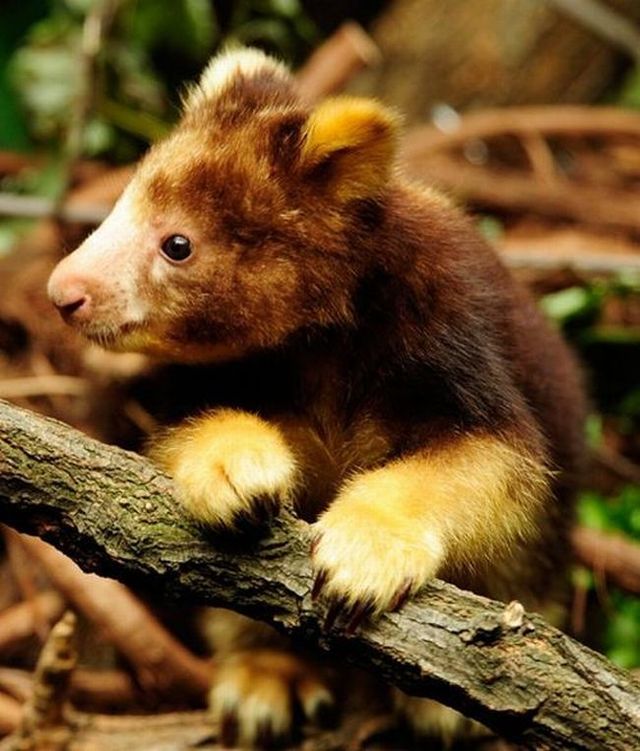 Wonders of nature (32 pics)