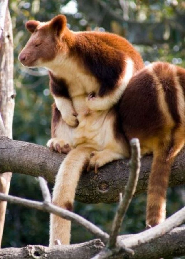 Wonders of nature (32 pics)