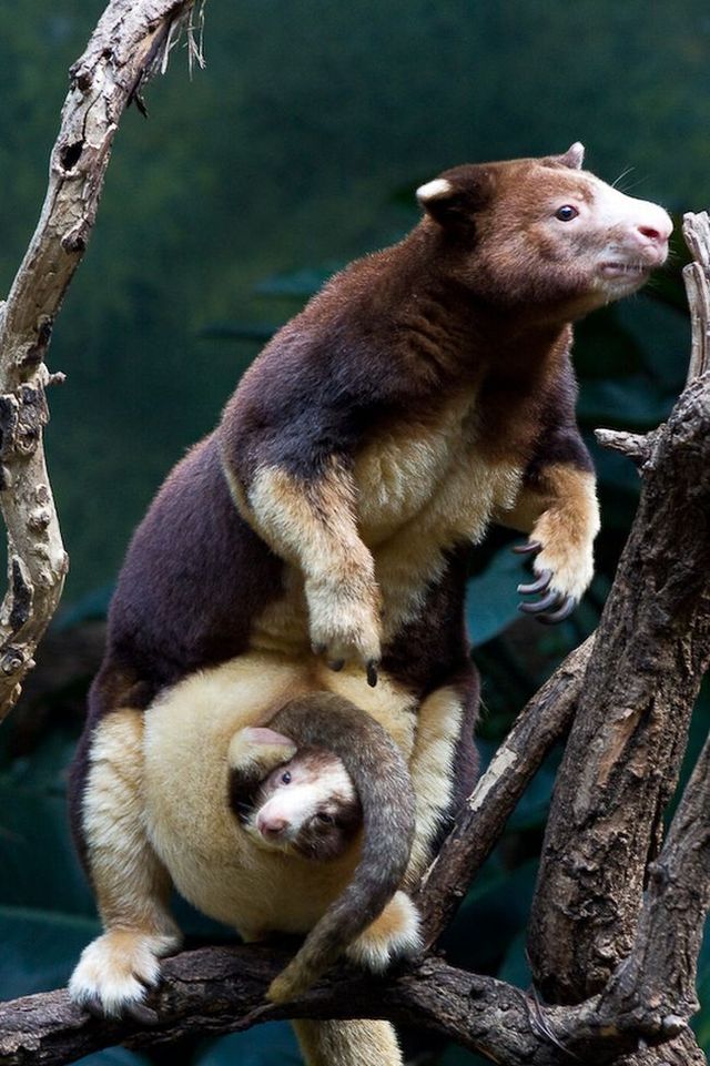 Wonders of nature (32 pics)