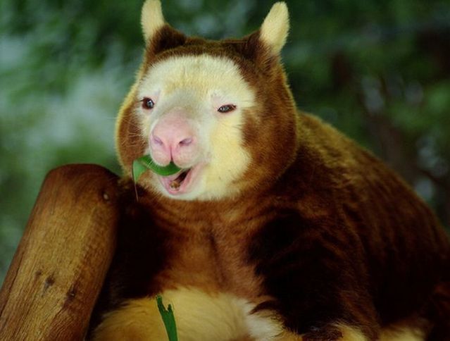 Wonders of nature (32 pics)