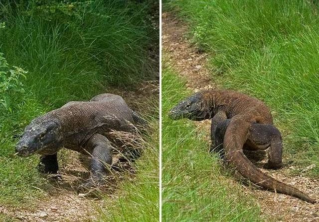 Wonders of nature (32 pics)