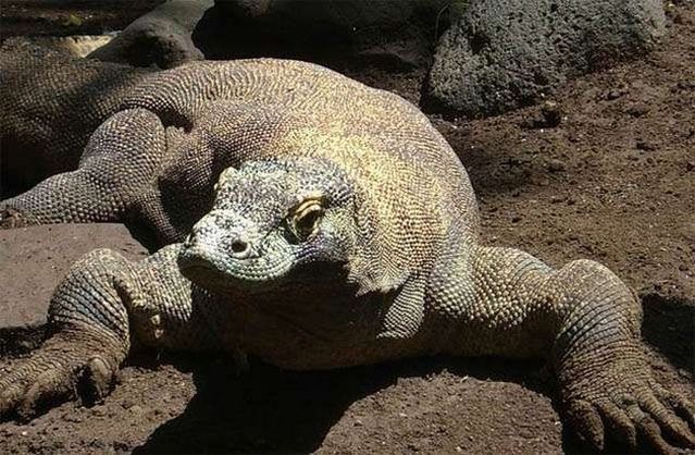 Wonders of nature (32 pics)