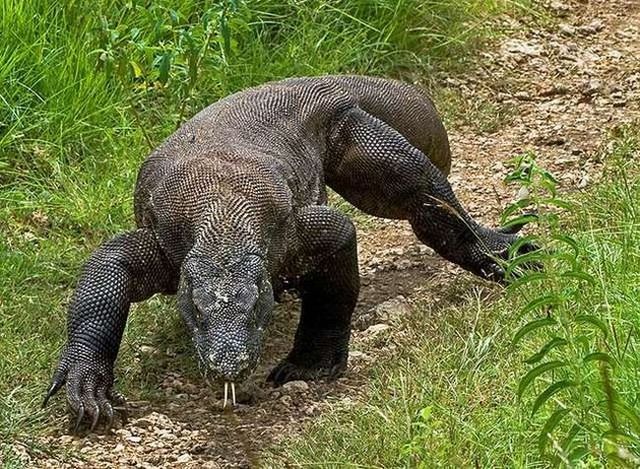 Wonders of nature (32 pics)