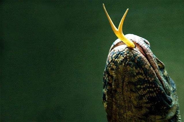 Wonders of nature (32 pics)