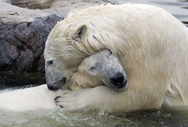 Zoo tour (37 pics)