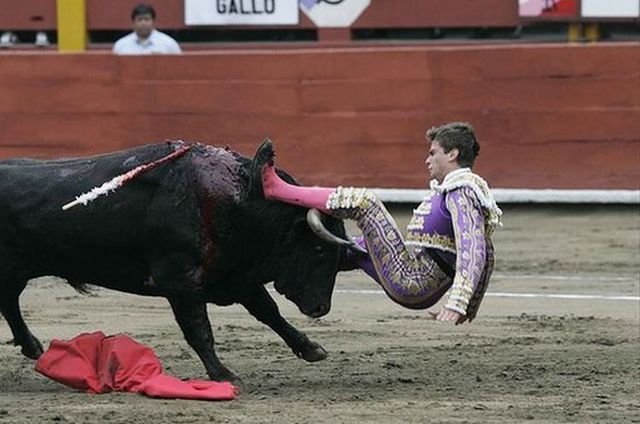 Bull’s revenge (6 pics)