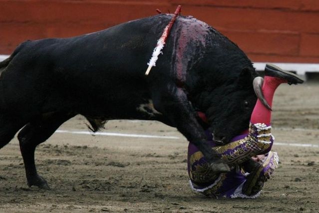 Bull’s revenge (6 pics)