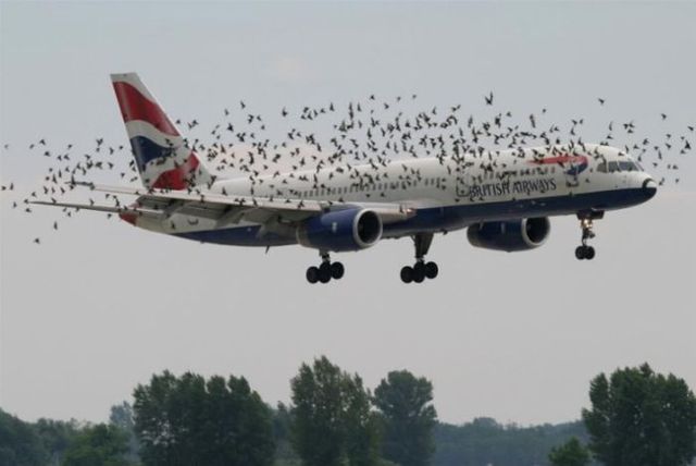 The best aviation pictures (39 pics)