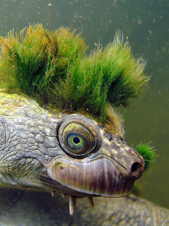 turtle_01.jpg