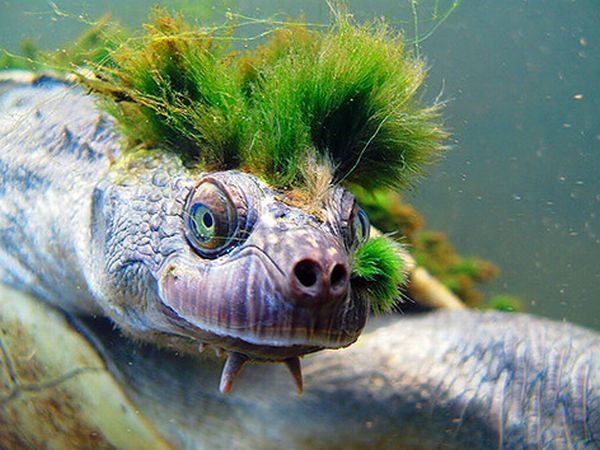 turtle_02.jpg