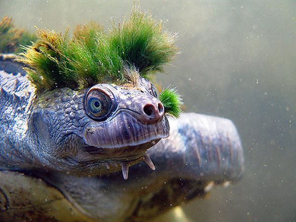 turtle_03.jpg